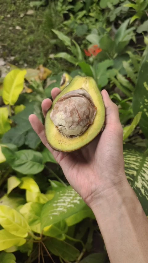 The Right Hand Holds Half A Fresh Avocado Stockbeeldmateriaal 330036708