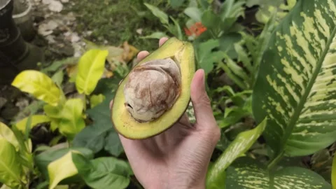 The Right Hand Holds Half A Fresh Avocado Видео 330036710
