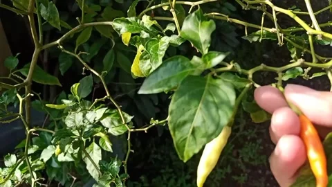 A Right Hand Picks A Cayenne Pepper Stock Footage 327509264