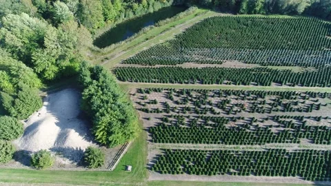 Right Left Aerial Pan Over Pine Tree Nursery Near Sand Mountains Stock Footage 164775146