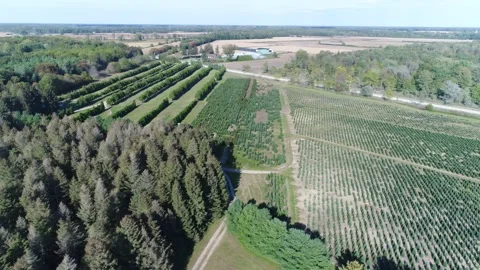 Right To Left Aerial Pan Over Christmas Tree Farm In Country Stock Footage 164776986