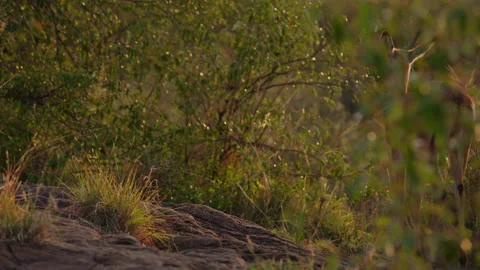 Right to left of bachelor Impala walking in savannah sunrise Stock Footage 310972018
