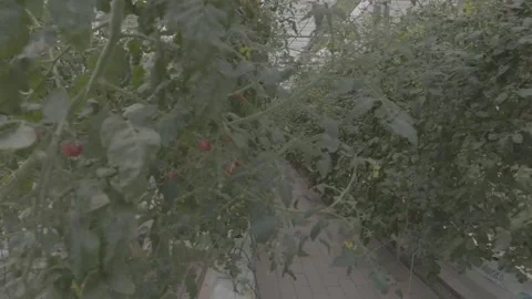 Right to left to capture tomatoes and vegetables in a greenhouse in Jingyuan. Video stock 248587318