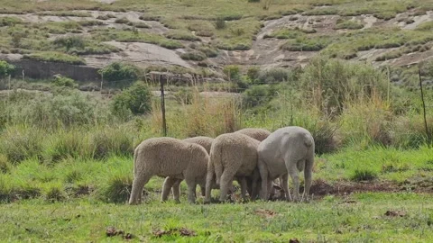 Right to left circle shot at medium distance at ground level of 5 sheep gra.. Stock Footage 257710822