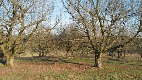 Right to left drone flight along trees over grass then into wide angle Stock Footage 103126971