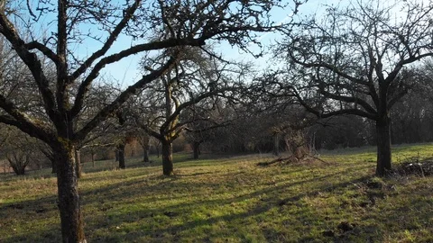 Right to left drone flight along trees over grass Stock Footage 103143939