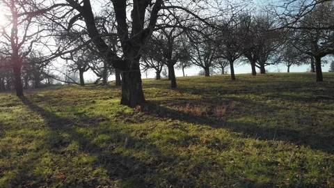 Right to left drone flight along trees over grass Stock Footage 103177245