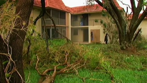 Right to Left Pan Blown Down Trees in Grass after Hurricane Wilma Stock Footage 291000343