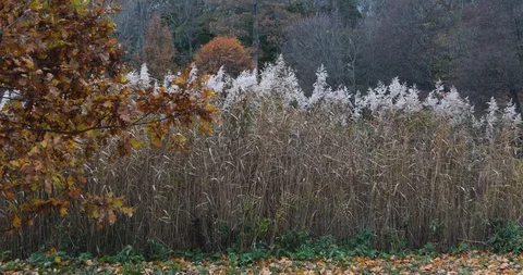 Right to left pan from canebrakes inside a lake to colorful leaves in autumn Stock Footage 126362459