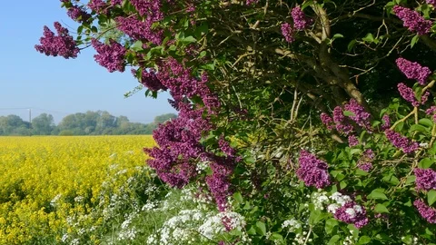 Right left pan: Lilac tree next to a rapeseed field. Stock Footage 89523799