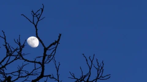 Right to Left pan of the moon behind a tree Stock Footage 126715554