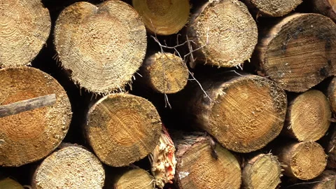 Right to left pan over big wood tree log or timber stack in the forest Stock Footage 161517383