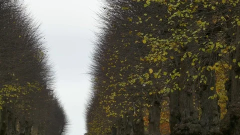 Right to left pan over two rows of autumn trees Stock Footage 126097101