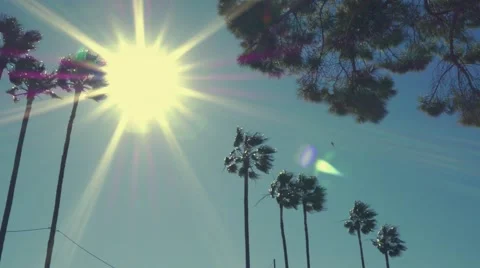 Right-Left Pan of Palm Trees with Sun Behind on Windy Day Stock Footage 47826436