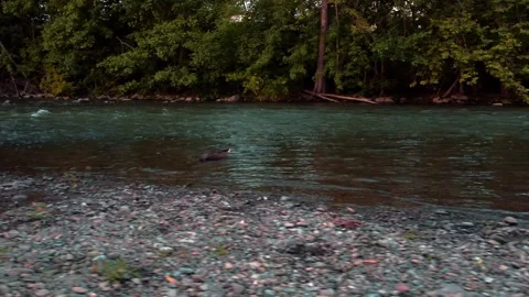 Right to left pan revealing a single duck Stock Footage 247428588