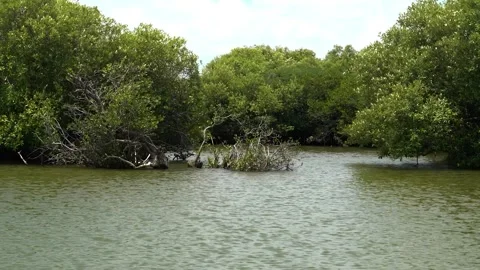 Right to left pan shot of mangrove forest along water Stock Footage 310404730