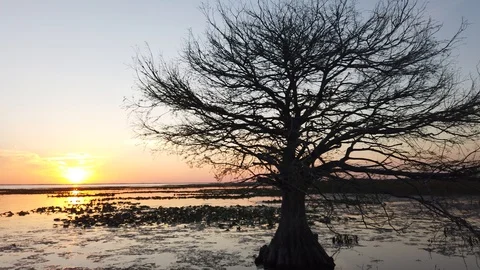 Right To Left Pan Spooky Bare Skeleton Tree On Florida Everglades At Sunset Stock Footage 128990925