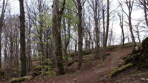 Right-left pan view on the path of the forest of fairies, Arezzo, Tuscany, Italy Stock Footage 75193164