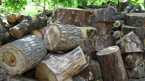 Right to left panning of cut trees Stock Footage 37977692