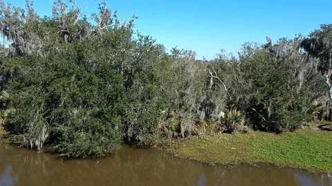 Right to left side tracking shot of swamp with Spanish moss Stock Footage 101661382