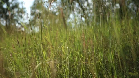 From right to left slider close-up shot of grass in the forest Stock Footage 40742823