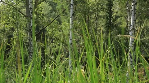 From right to left slider medium shot of grass and trees birch in the forest Video stock 40742773