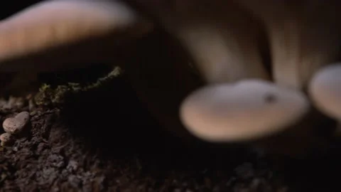 Right to left tracking shot close up of a big group of homegrown mushroom Stock Footage 168893229