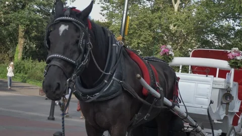 Right to Left View of Horse and Carriage Up Close Stock Footage 246776973