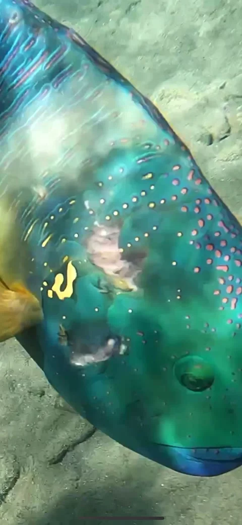 Right Next to a Broomtail Wrasse! Check out the Colors and Pattern! - 4k Video  Stock Footage 236728573