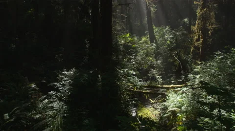 Right pan across northwest rainforest floor where rays slant into a small creek Stock Footage 59120012