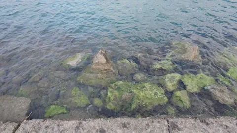 Right pan close up of clear marina water with algae covered stones Stock Footage 337459627