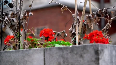 Right Pan of Flowers and Dead Plants at Royal Courts of Justice, London Stock Footage 286136167
