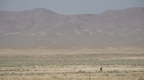 Right Pan of Free Range Cattle in the Desert Stock Footage 55376668