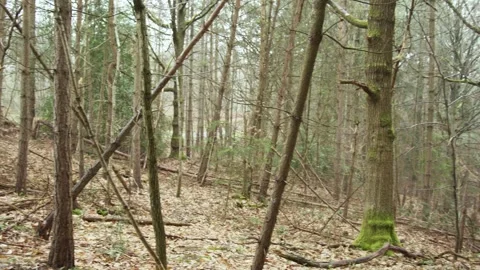 Right pan looking through  the autumn woodland trees Stock Footage 246473915