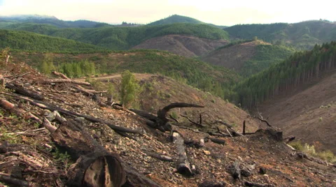 Right pan over clearcut section of managed forest Stock Footage