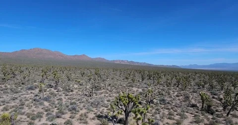 Right pan over Joshua trees, Mojave desert, California Stock Footage 73526992