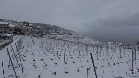 Right pan over snowed in Vineyard Stock Footage 75212946