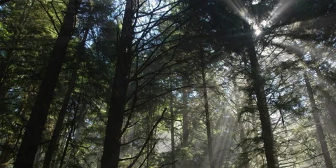 Right pan over tall conifers among slanting rays from sun behind treetops Stock Footage 59120357