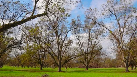 Right pan of Pecan trees in Georgia during the Fall of 2020 Stock Footage 143208160