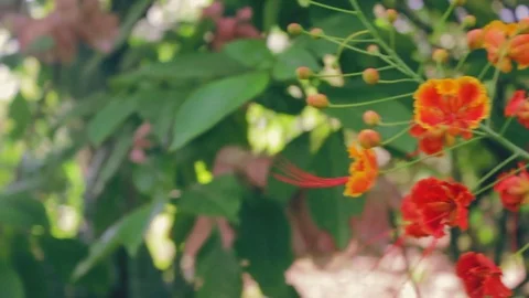 Right Pan to Red Flowers Stock Footage 71445805