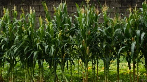 Right pan shot of a lush cornfield after rain with fresh green leaves Stock Footage 328144525