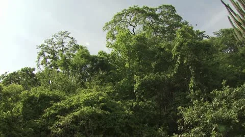Right Pan View of A Dense Forest Against a Blue Sky 스톡 동영상 19319750