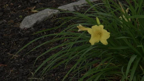 Right Side Flower in the Evening Stock Footage 277304457