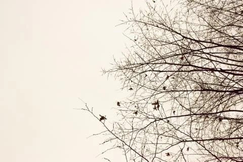 On the right side of the frame, the outlines of bare branches of trees Stock Photos