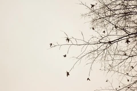 On the right side of the frame, the outlines of bare branches of trees Stock Photos