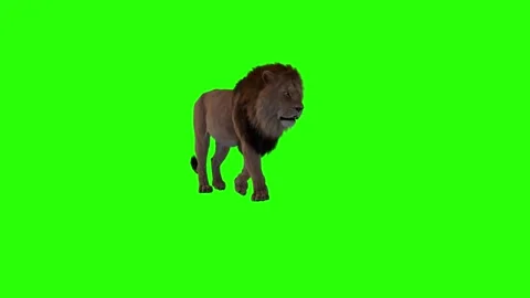 Right Side Of Realistic Lion Walking Green Screen Background Video Footage Stock Footage 318344627