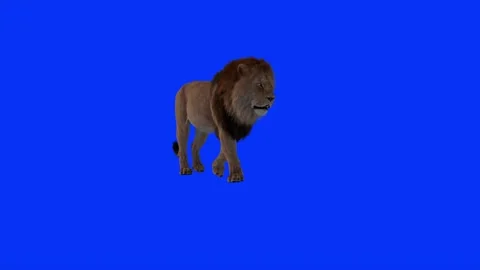 Right Side Of Realistic Lion Walking Blue Screen Background Video Footage. Stock Footage 318344628