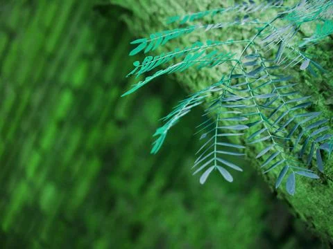 Right side top corner closeup leaves image with blur texture Stock Photos
