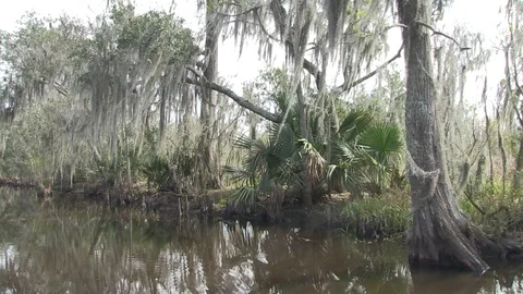 Right side vegetation swamp Stock Footage 88291638