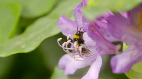 Right Side-View of Bumble Bee Harvesting Nectar from Two Pink Flowers Stock Footage 51444837